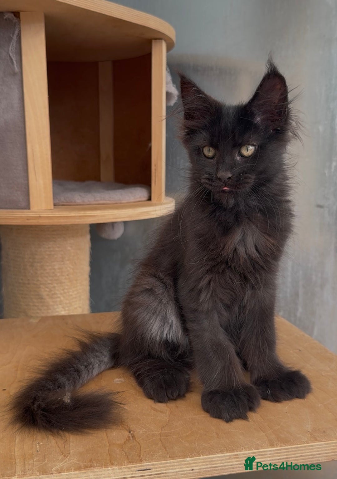 Maine Coon cats for sale: XL maine coon kittens Russia bloodlines Ready Now in Spalding - Image 12