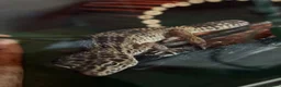 Leopard Gecko reptiles for sale: Female and Male Leopard Geckos For Sale - Advert 2