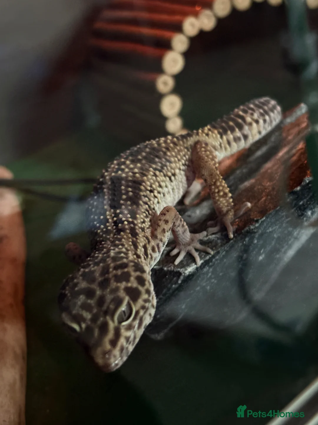 Leopard Gecko reptiles for sale: Female and Male Leopard Geckos For Sale - Advert 2