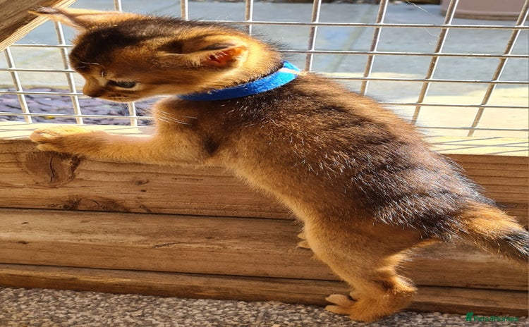 Abyssinian cats for sale - Advert 2