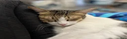 Mixed Breed cats for adoption: [Indoors Only] Lex & Luthor - Adorable Brothers! - Advert 15