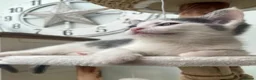 Ragdoll cats for sale: Ragdoll Cross Kittens Looking for Forever Home - Advert 24