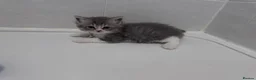 British Shorthair cats for sale: 🐾 Stunning British Shorthair × Persian Kittens 🐾 - Advert 30