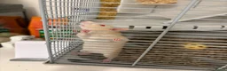 Rat rodents for sale: Femal rats  - Advert 2