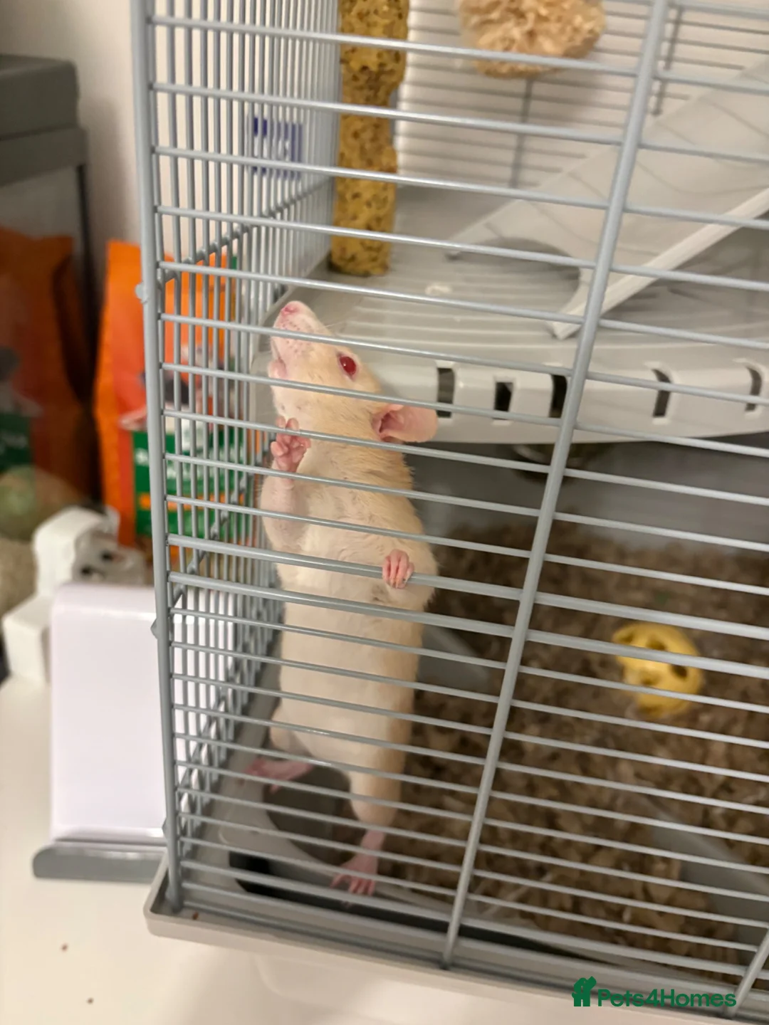 Rat rodents for sale: Femal rats  - Advert 2