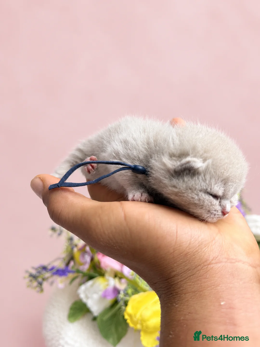 British Shorthair cats for sale: Excellently breed GCCF British Shorthair Kittens in Watford - Advert 29