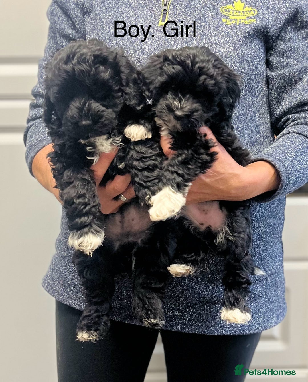 Toy Poodle dogs for stud: K.C Chocolate ToyPoodle at Stud in Coventry - Advert 30