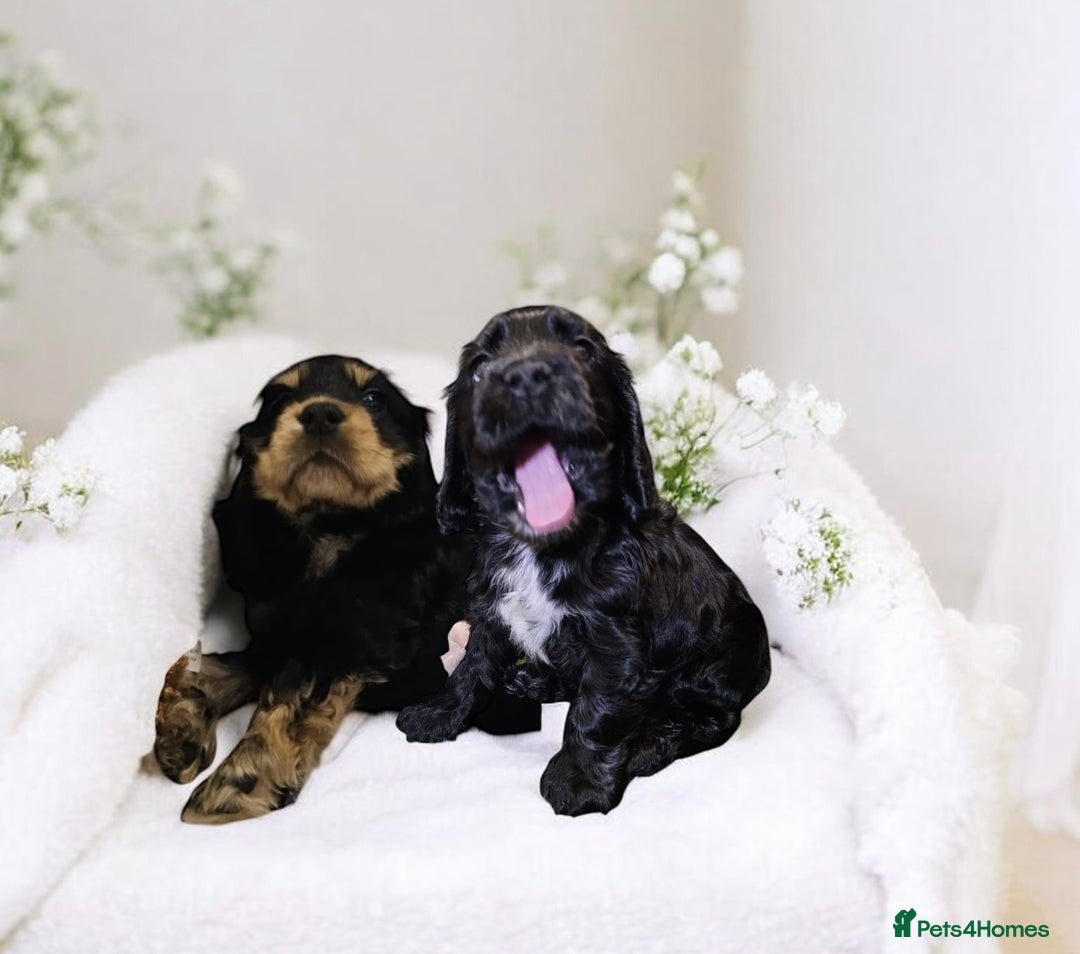 Cocker Spaniel dogs for sale: GORGEOUS, CH LINE, HEALTH TESTED SHOW COCKERS 💕 - Advert 1
