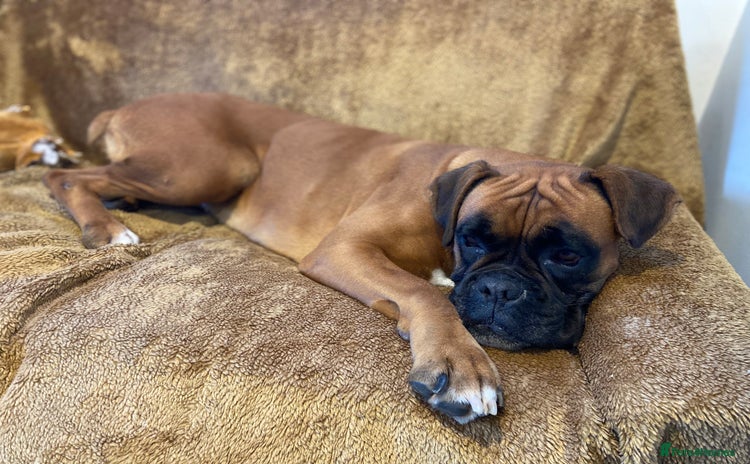 Boxer dogs - Advert 1