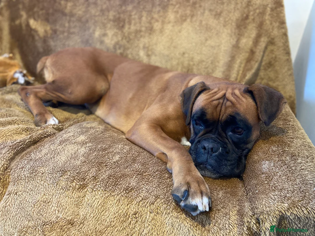 Boxer dogs for sale: 4 year old Boxer Girls - Advert 1