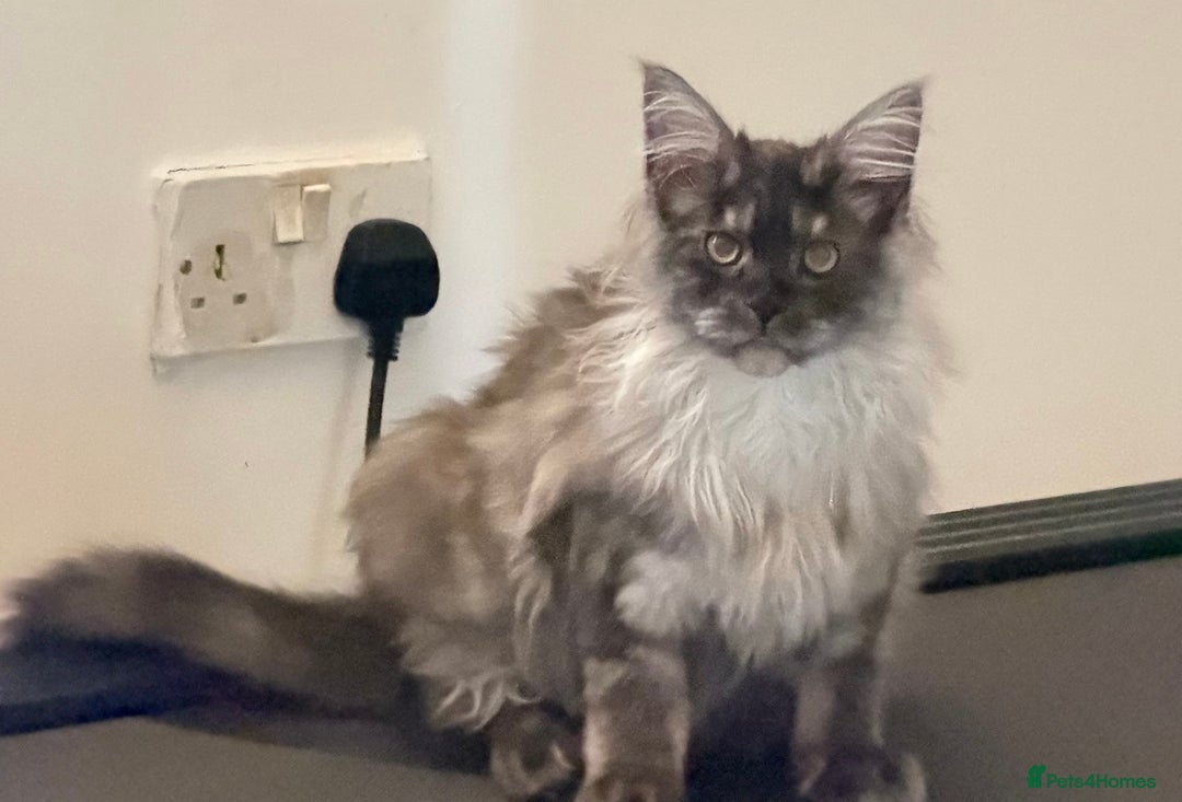 Maine Coon cats for sale: Active registered large maincoon female - Advert 1
