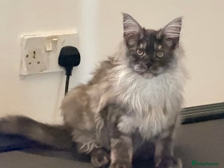 Maine Coon cats Active registered large maincoon female - Advert 1