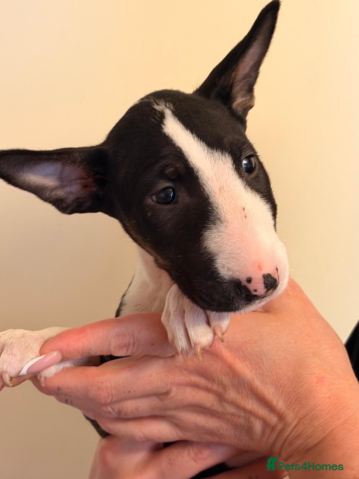 English Bull Terrier dogs Ready to leave now  - Advert 9