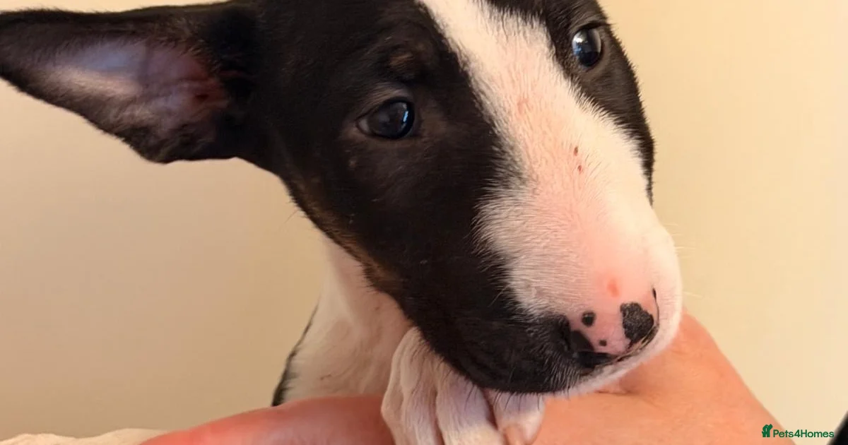 Mini Lullsr Baby Bull Terrier Puppies for sale | Pets4Homes