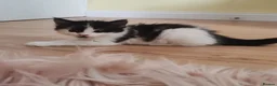 Mixed Breed cats for sale: Kittens  - Advert 9