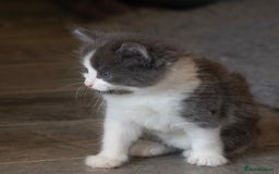 Ragdoll cats for sale: Fluffy Ragdoll cross kittens  - Image 8