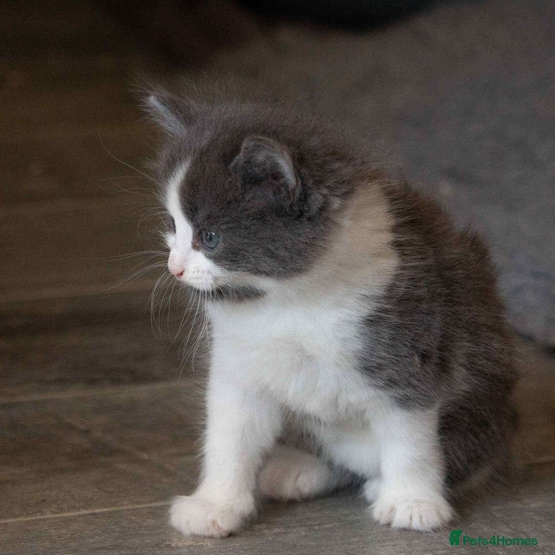 Ragdoll cats for sale: Fluffy Ragdoll cross kittens  - Image 8