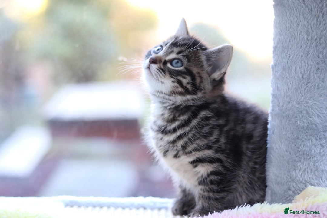 Mixed Breed cats for sale: Adorable Kittens - Advert 3