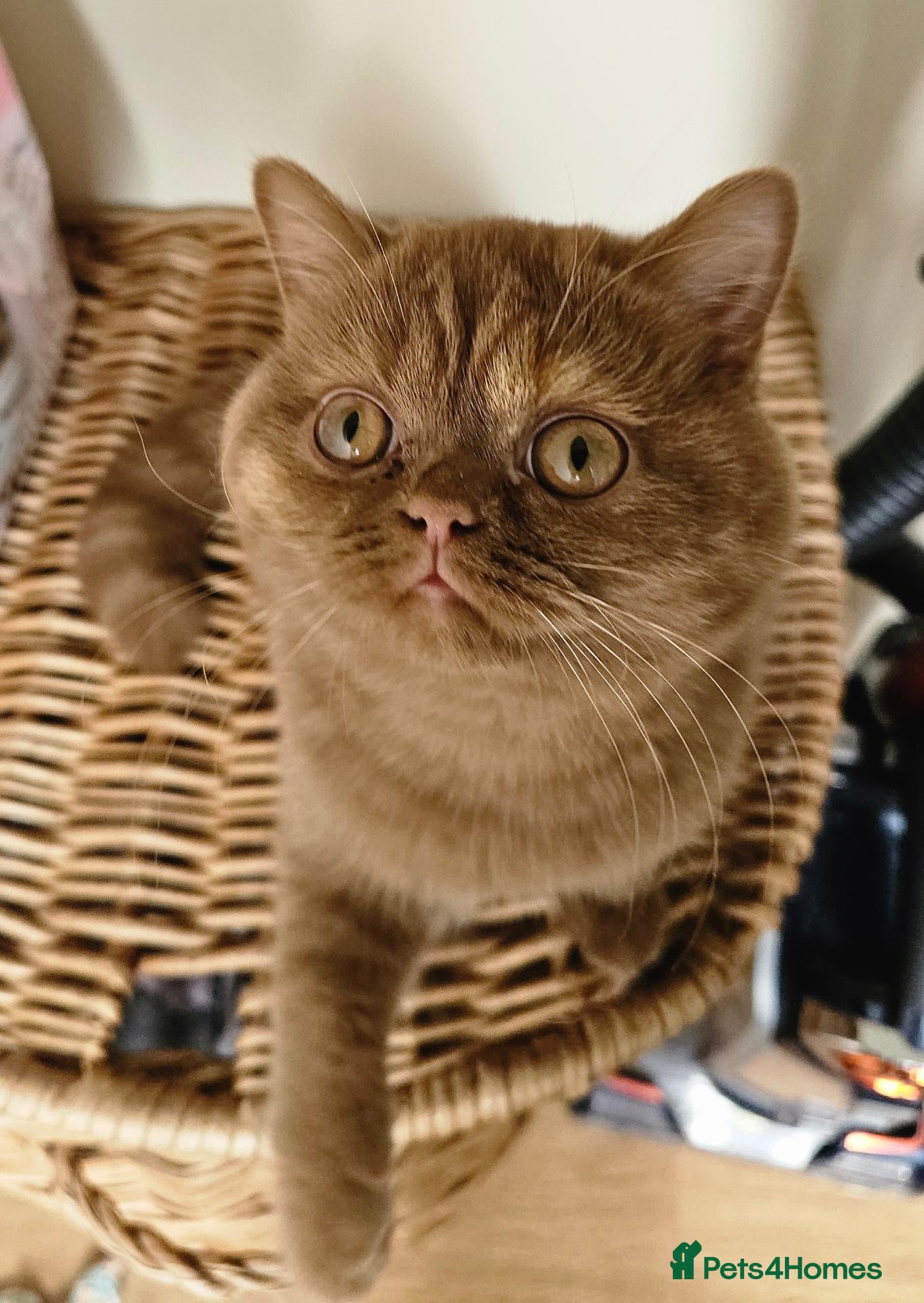 British Shorthair cats GCCF Cinnamon Tortoiseshell champion line readynow - Advert 18