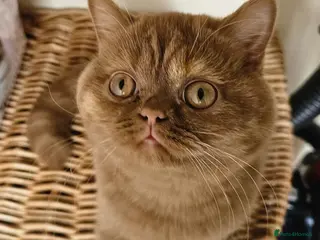 British Shorthair cats GCCF Cinnamon Tortoiseshell champion line readynow - Advert 18