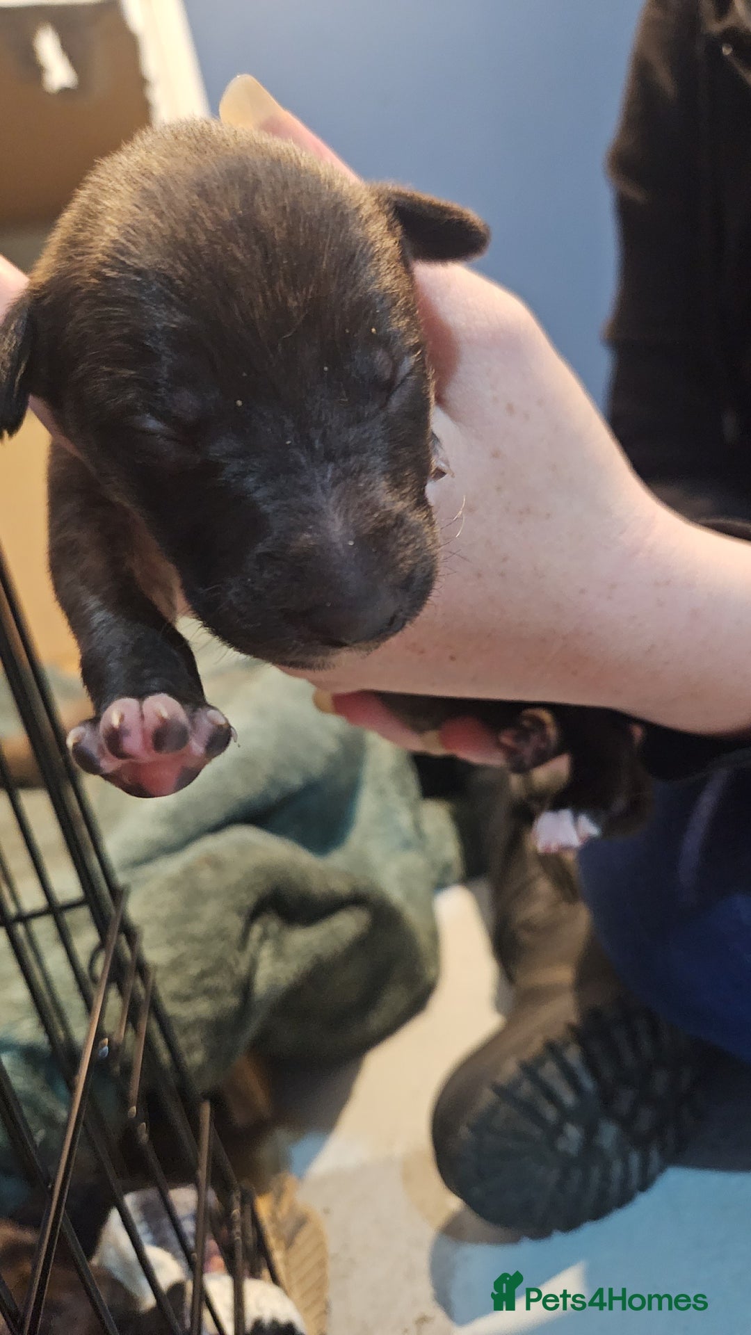 Whippet dogs for sale: 8 beautiful  brindle whippet  - Advert 22