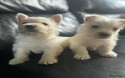West Highland Terrier dogs for sale: West Highland Terrier Puppies - Image 15