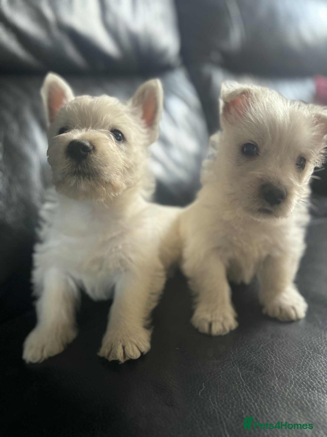 West Highland Terrier dogs for sale: West Highland Terrier Puppies - Image 15