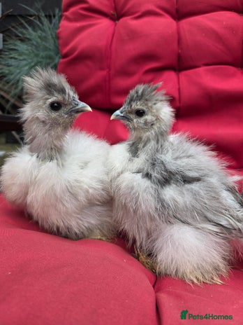 Chickens poultry - Advert 16