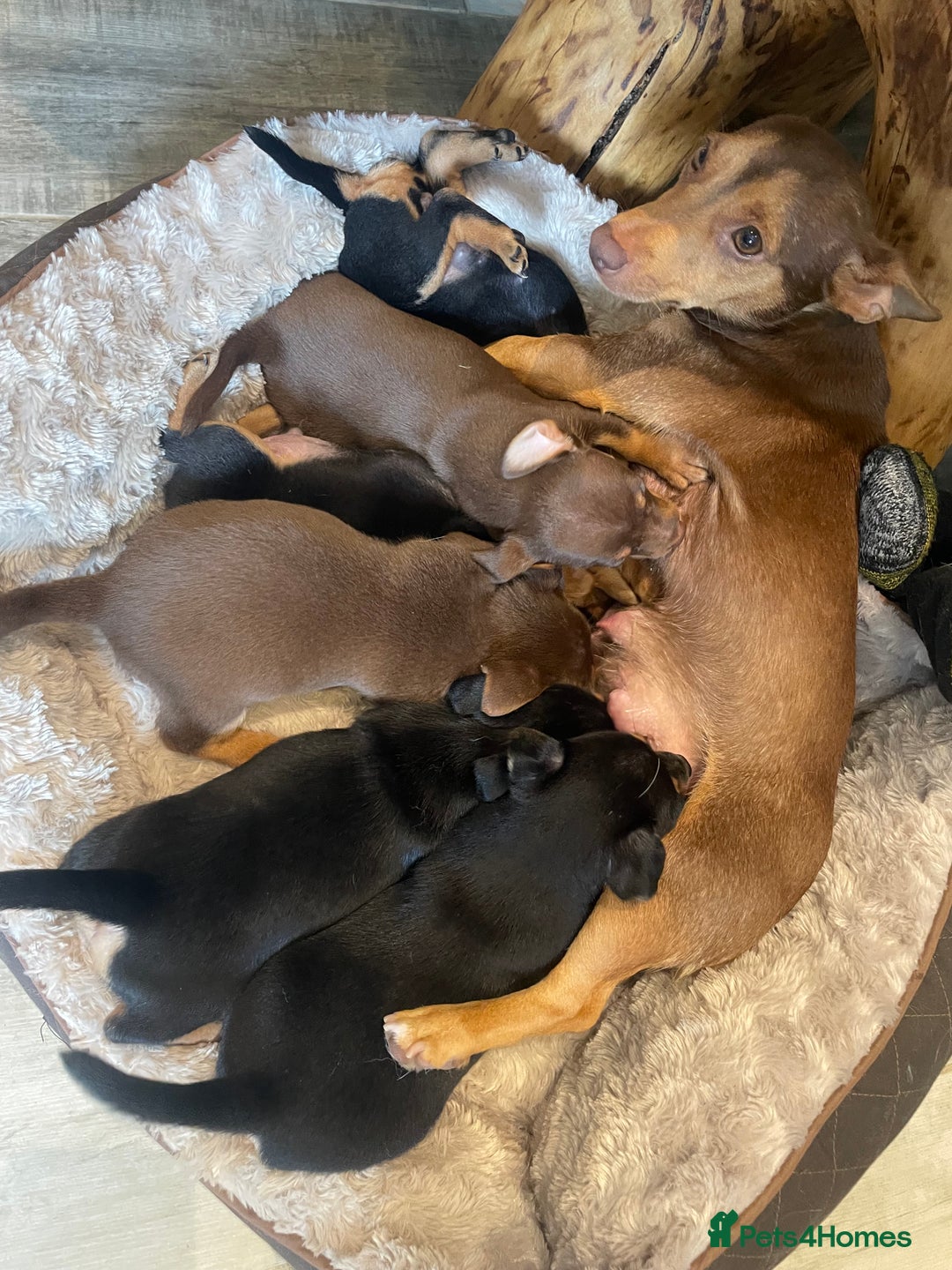 Jack Russell dogs for sale: 3 Jack Russell dog pups  - Image 4