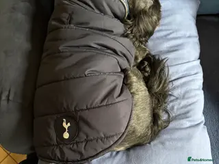 Shih Tzu dogs Bailey for stud - Advert 2