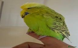 Budgerigars birds for sale: Beautiful Silly Tame Exhibition Budgie - Image 2