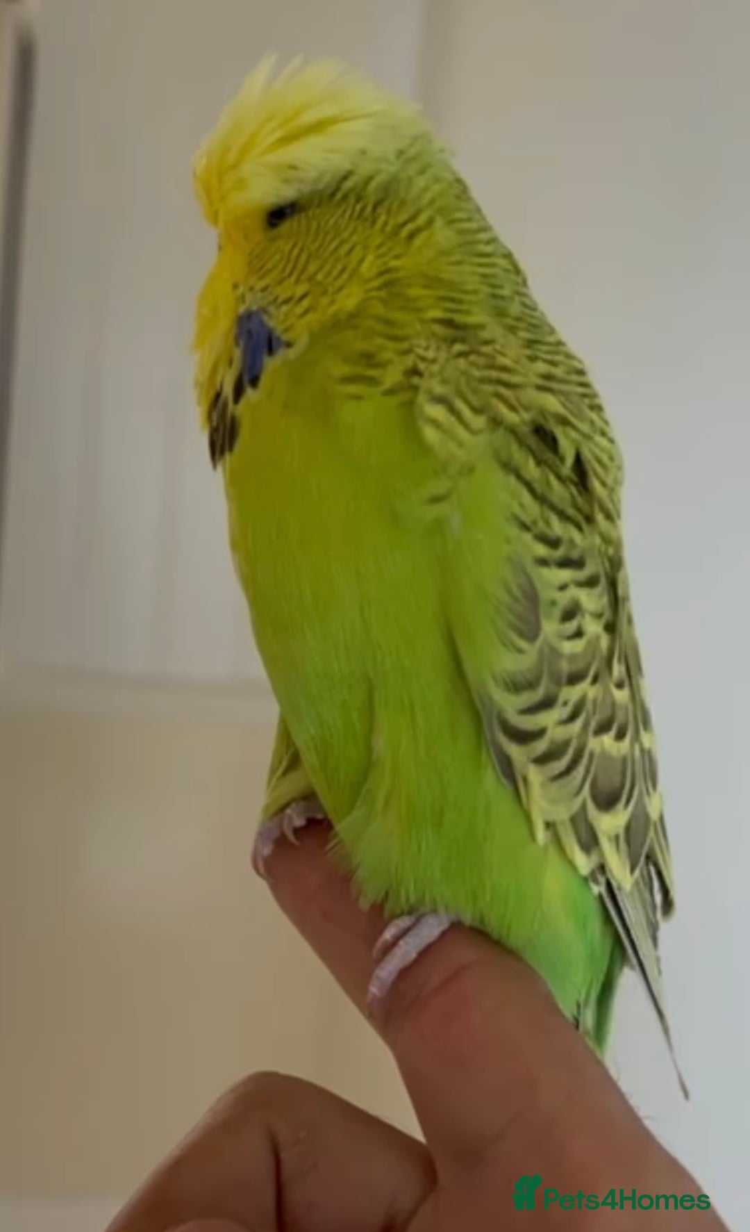 Budgerigars birds for sale: Beautiful Silly Tame Exhibition Budgie - Image 2