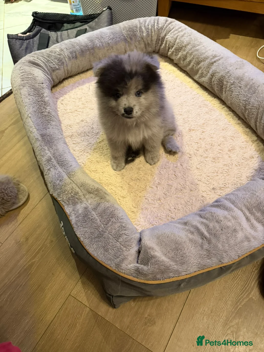 Pomeranian dogs for sale: Bear 🐻  in London - Advert 2