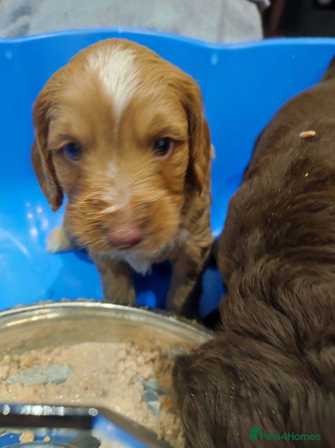 Cockapoo dogs for sale: Gorgeous F2 Cockapoo Puppies Available  - Image 6