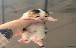 Mixed Breed cats for sale: Beautiful Kittens READY NOW - Image 16