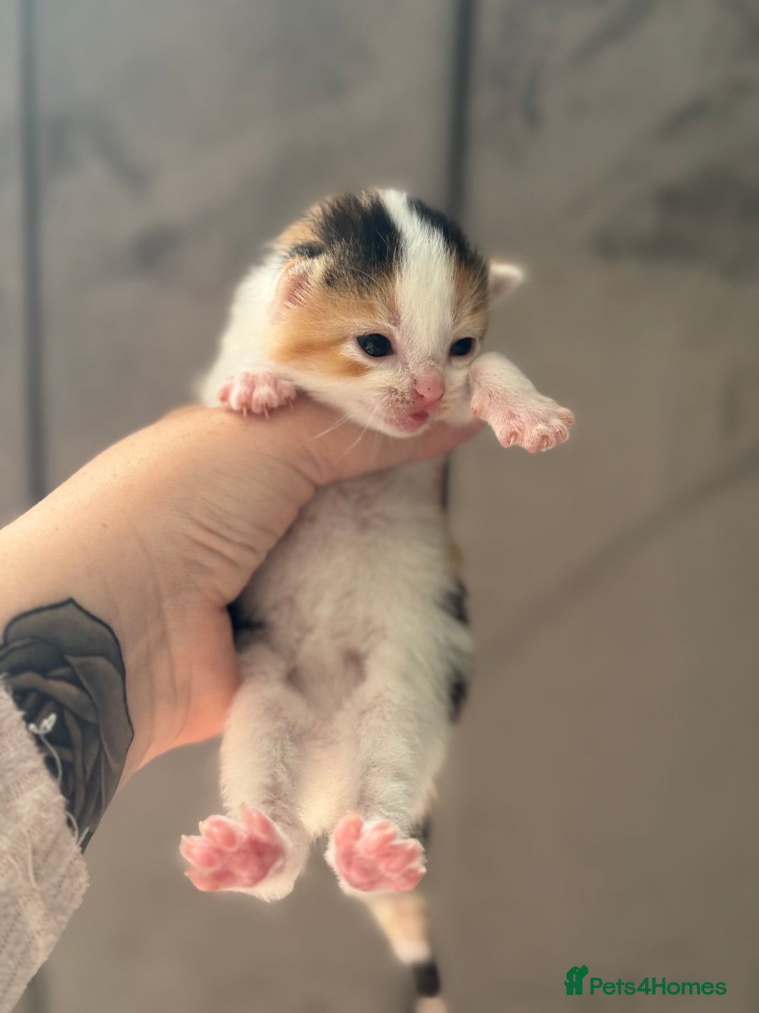 Mixed Breed cats for sale: Beautiful Kittens READY NOW - Image 16