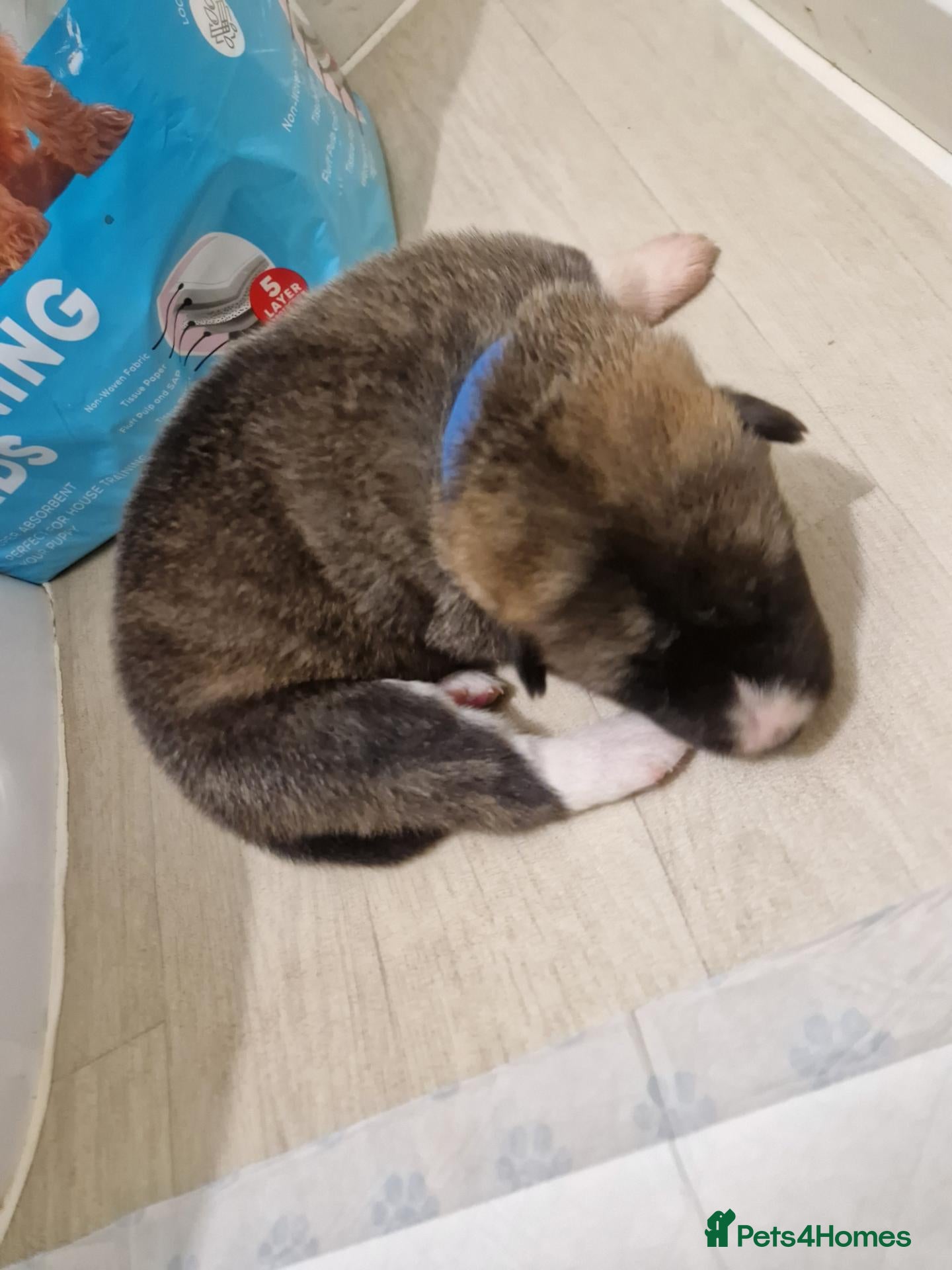 Mixed Breed dogs Akita × alaskan malamute puppies - Advert 1