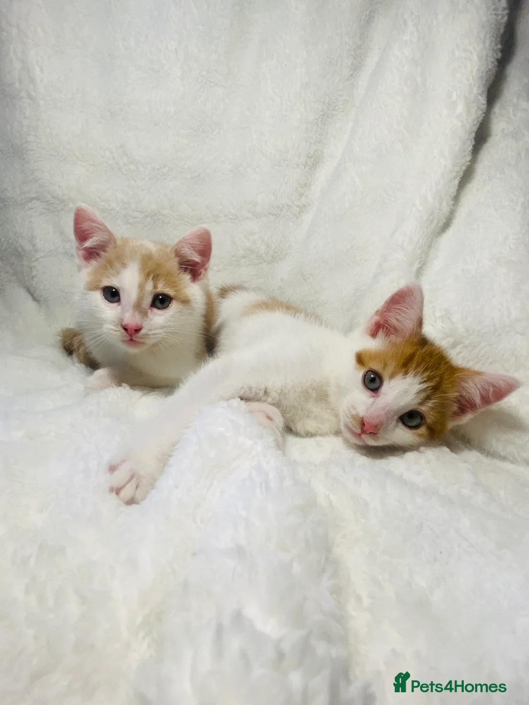 Mixed Breed cats for sale: 2 Adorable Male Kittens Ready For Their New Home🏡 - Advert 1