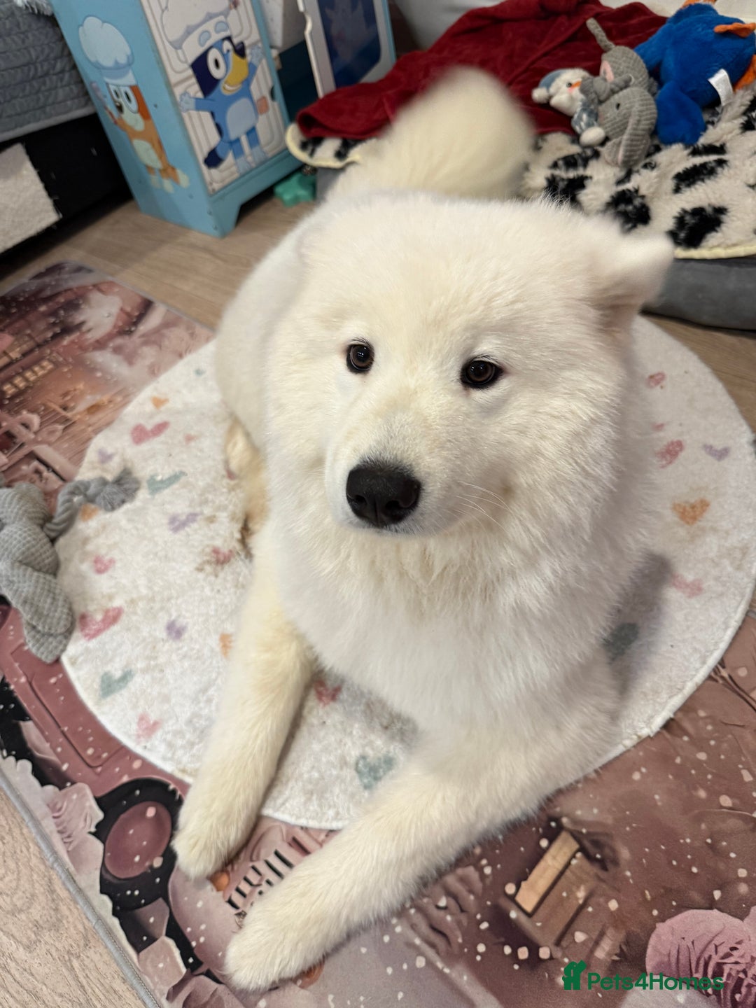 Samoyed dogs for sale: Beautiful Samoyed female  - Advert 5