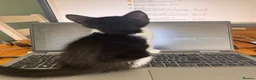Mixed Breed cats for sale: Two black and white Cats for sale  in Rotherham - Advert 9