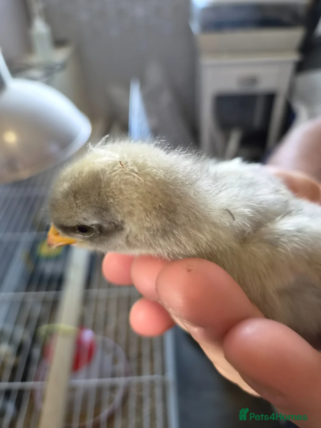 Chickens poultry for sale: Beautiful orpington chicks in Newcastle - Advert 16