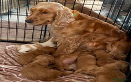 Cocker Spaniel dogs for stud: Show Cocker At Stud Highly Health Tested in Sandbach - Image 25