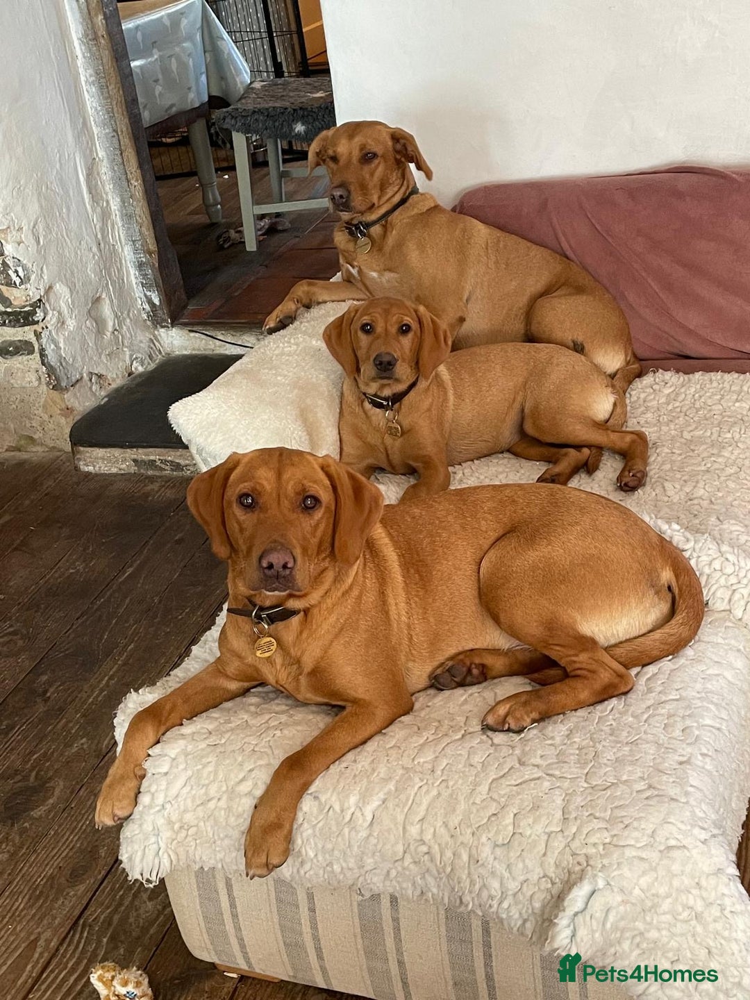 Labrador Retriever dogs for sale: Fox Red Labrador Puppies  - Image 16