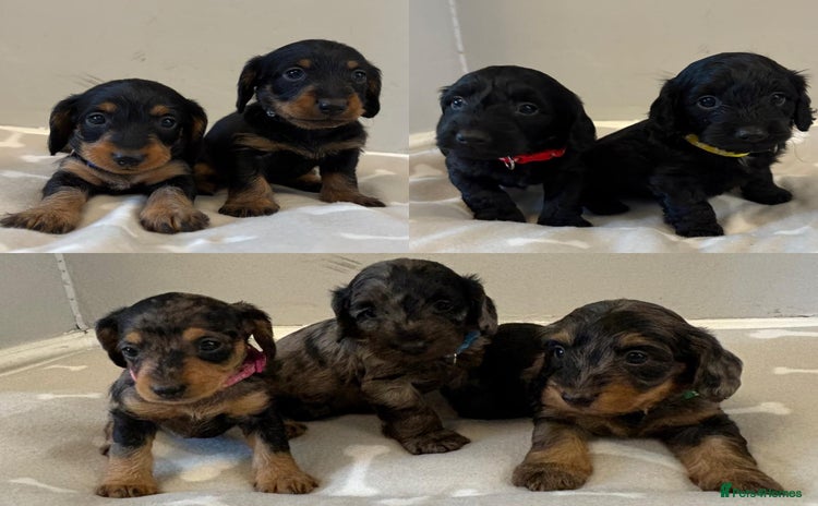 Mixed Breed dogs - Advert 14