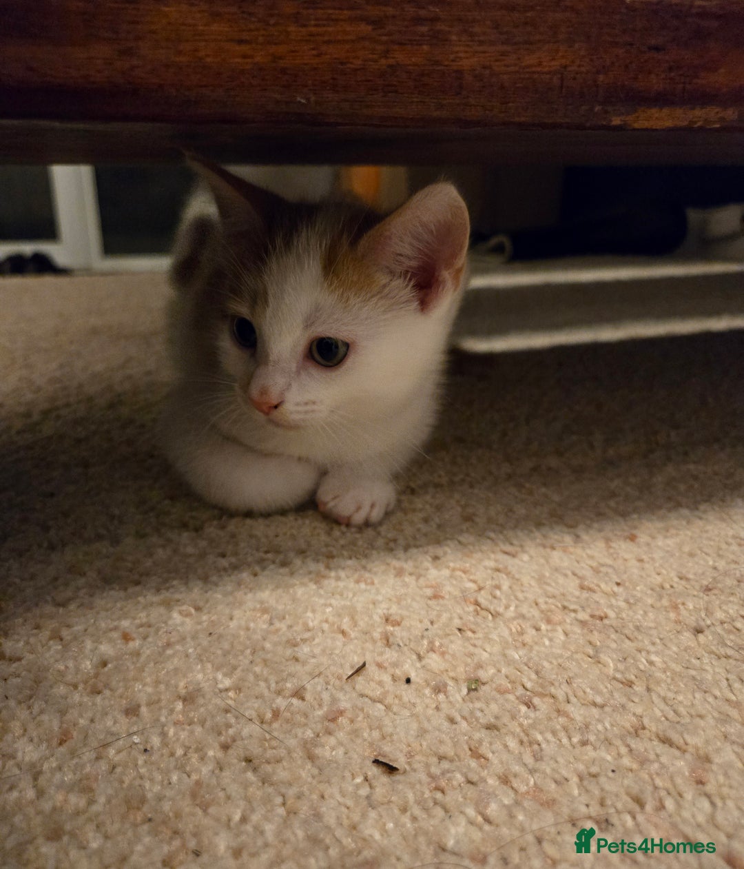 Mixed Breed cats for sale: 3 beautiful playful kittens ready for rehome - Image 13