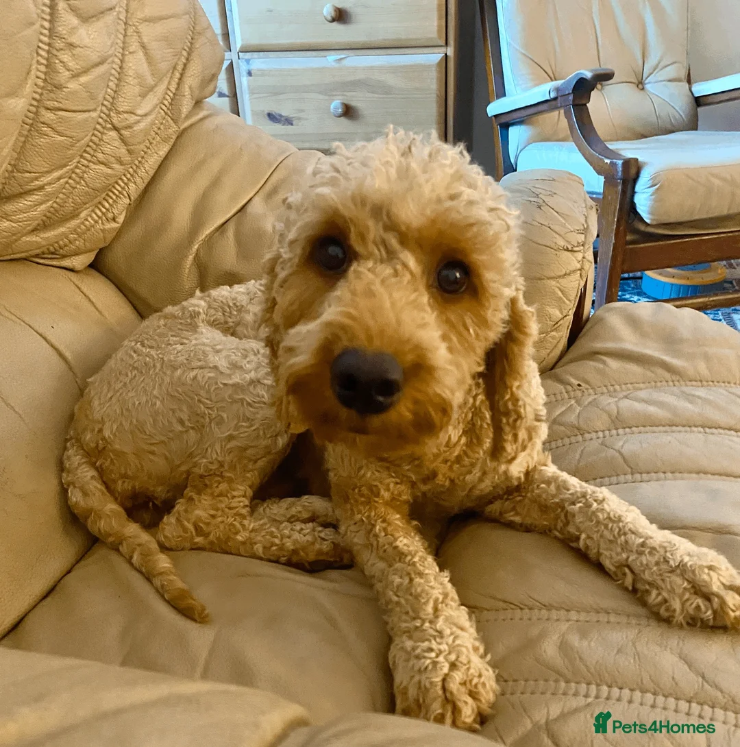 Cockapoo dogs for sale: 🐾 Beautiful Red Cockapoo Rosie – 16 Months Old - Advert 5