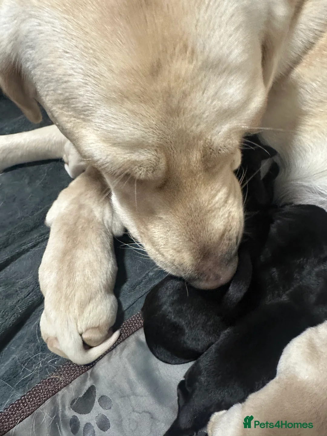 Goldador dogs for sale: Beautiful Goldador Pups  - Advert 25