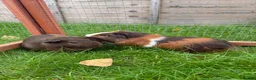 Guinea Pig rodents for sale: Baby guinea pigs! - Advert 5