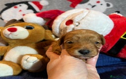 Cavapoochon dogs for sale: Cavapoochon Puppies ready from 20th December 2025  - Advert 8