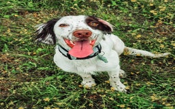 English Springer Spaniel dogs for sale: Forrest, 1.5yr old male ESS - Image 8